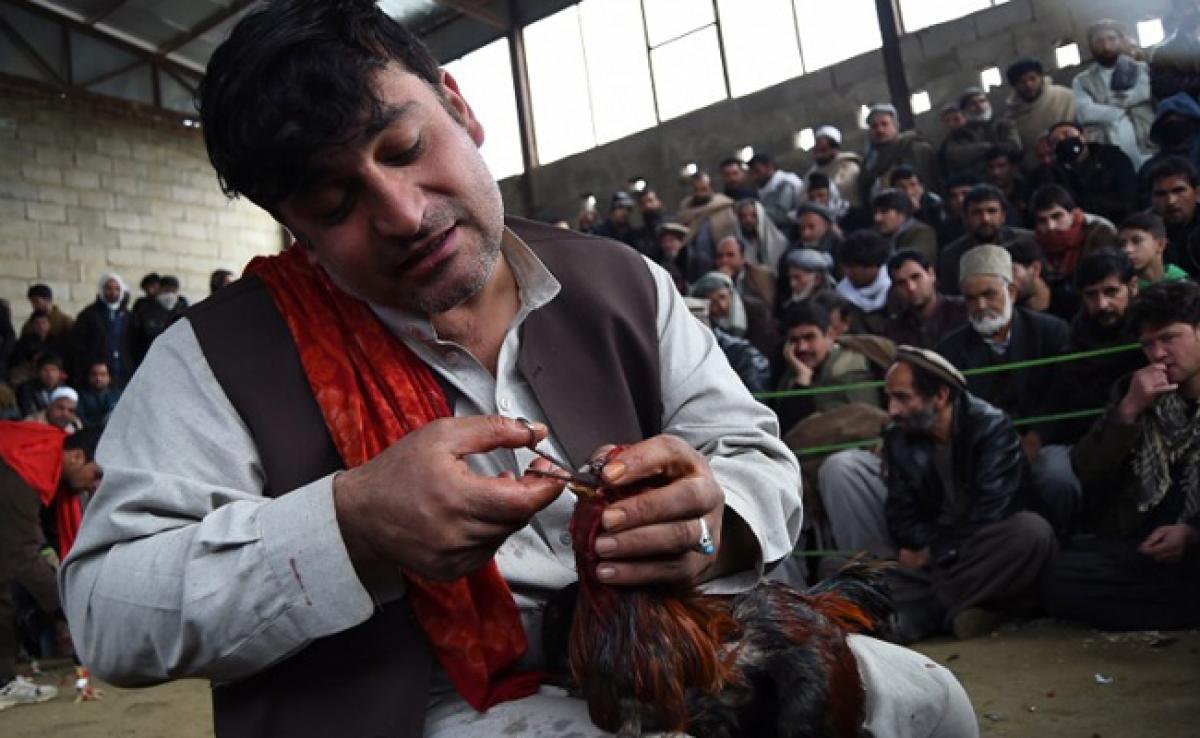 Cockfighting In Kabul: Once-Banned Bloodsport Takes Wing