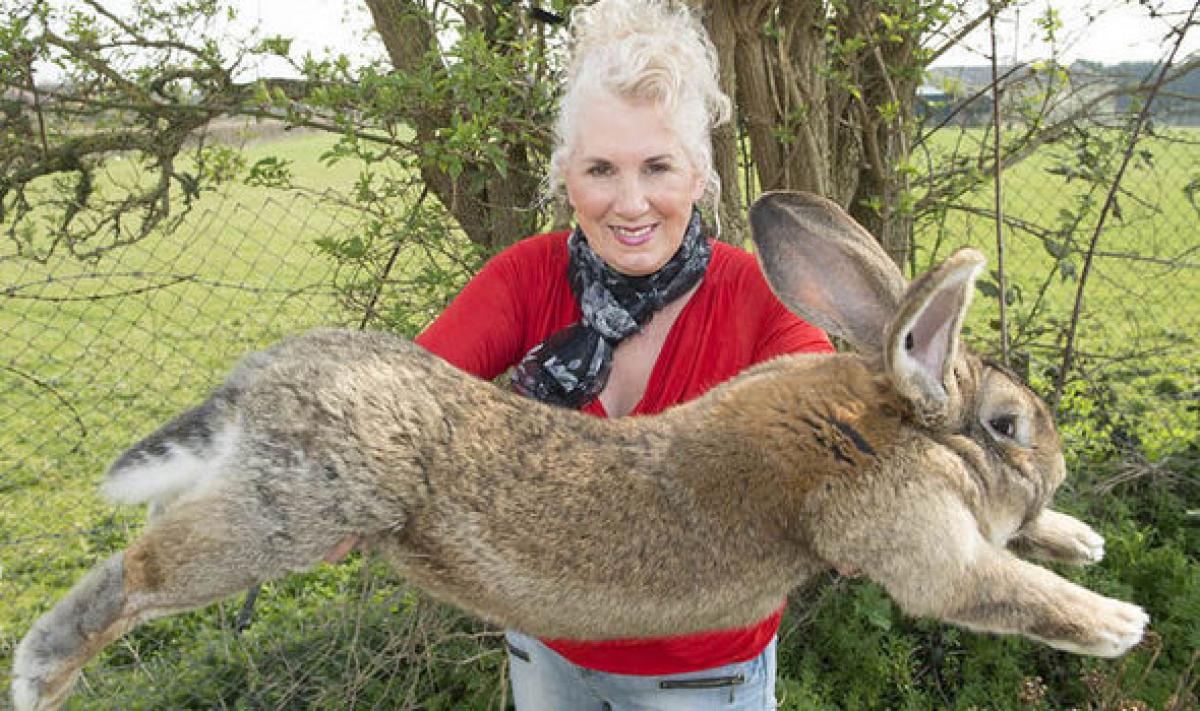 Giant Rabbit Dies After United Airlines Flight To United States