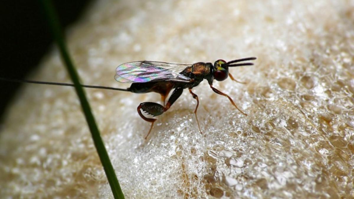 Learn the known and unknown management wisdom from Ichneumon wasp