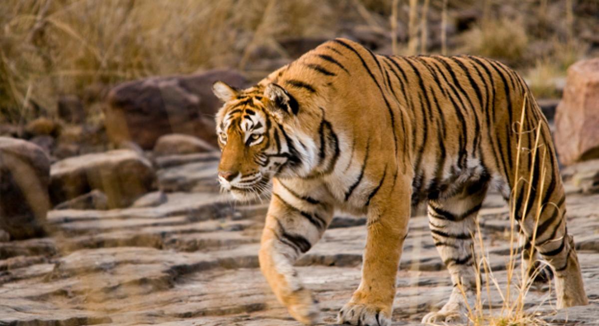 Ranthambore tigress Machli dies at 19