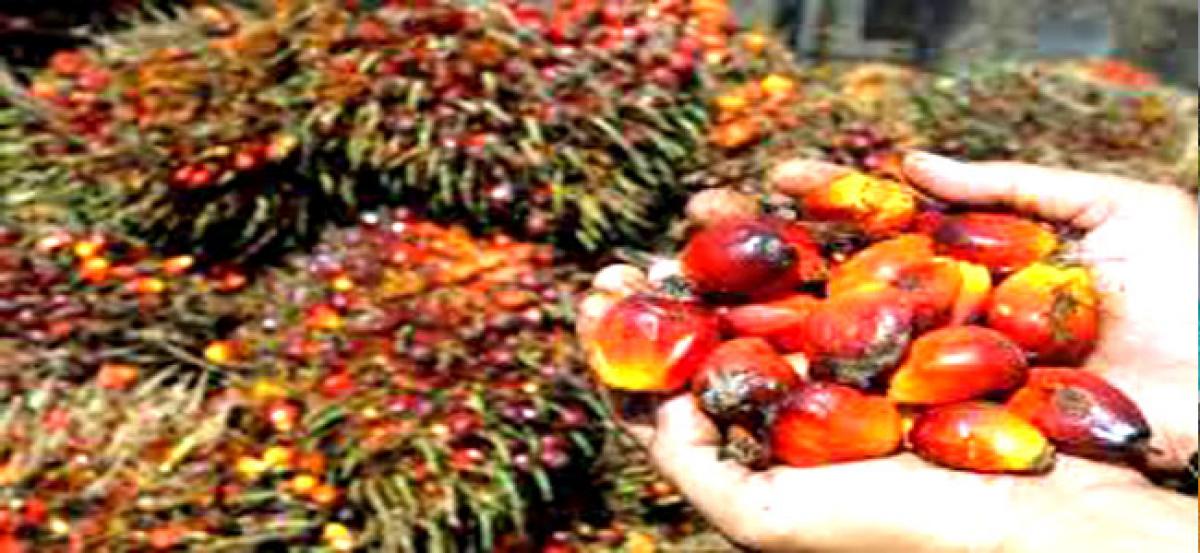 20,000 hectares allotted for palm oil farming in East Godavari