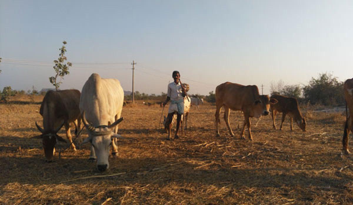 Anantapur facing severe drought, water shortage