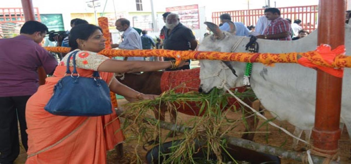 Satyam Shivam Sundaram Gau Nivas conducts Annakut