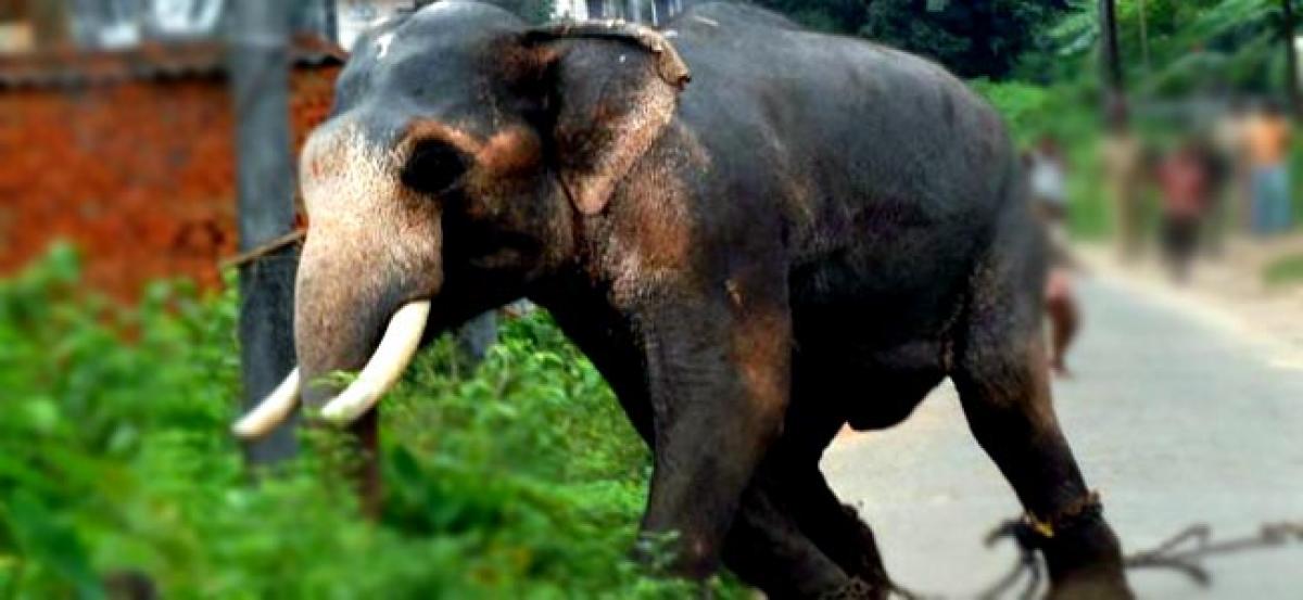 Woman trampled to death by elephant in Chhattisgarh