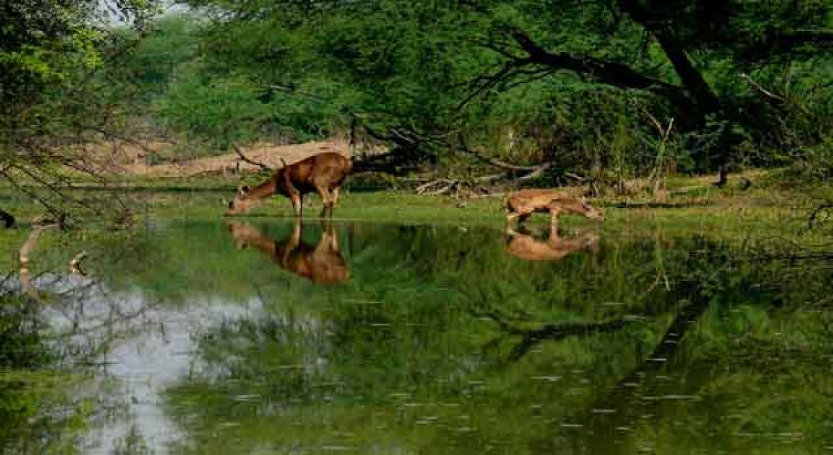 PIL halts road works in Krishna Wildlife Sanctuary