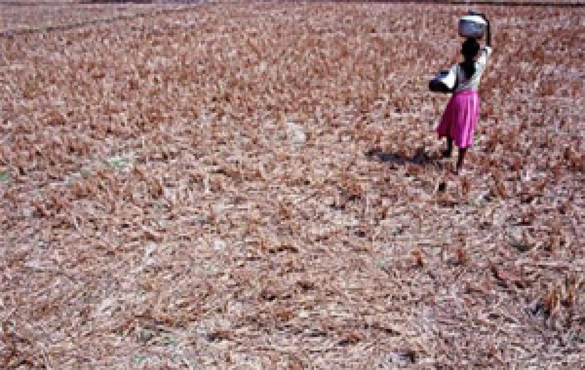 Barring 4 states, summer crops prospect good so far: IMD