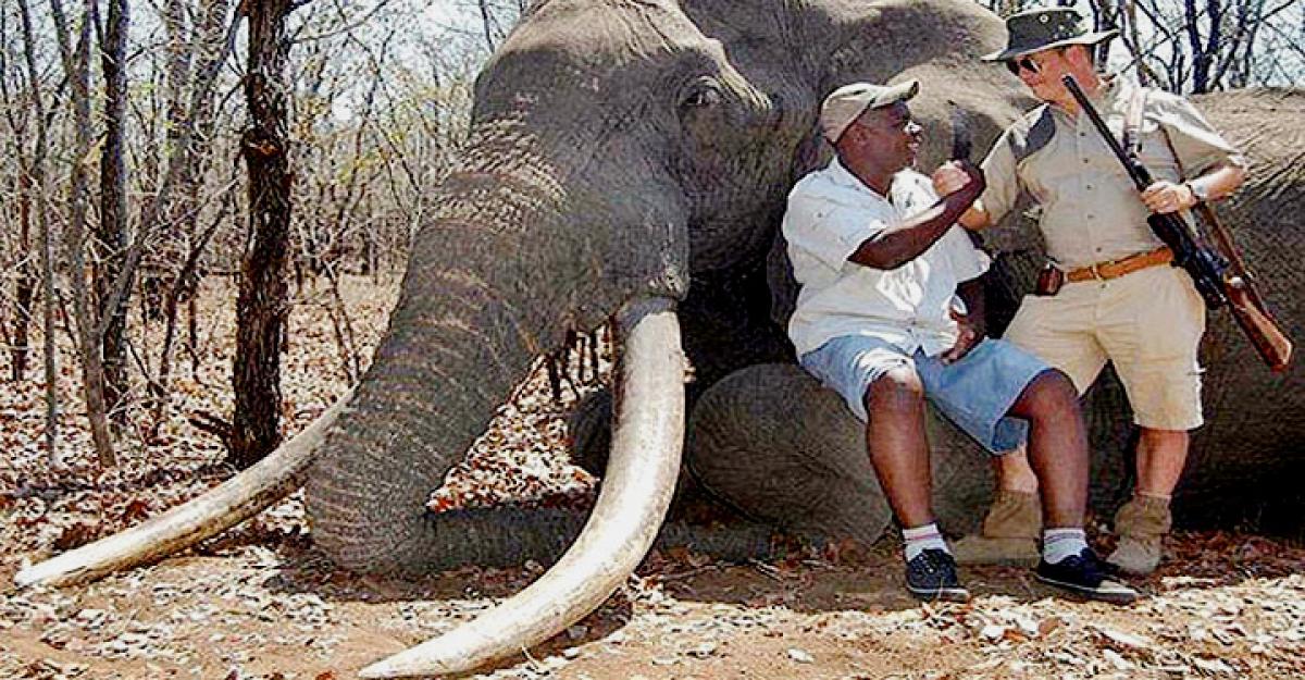 German hunter pays  $60,000 to kill 40-year-old elephant