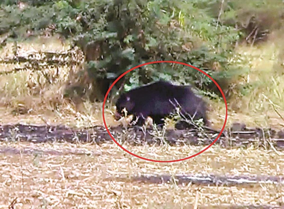 Bear caught in hunters trap