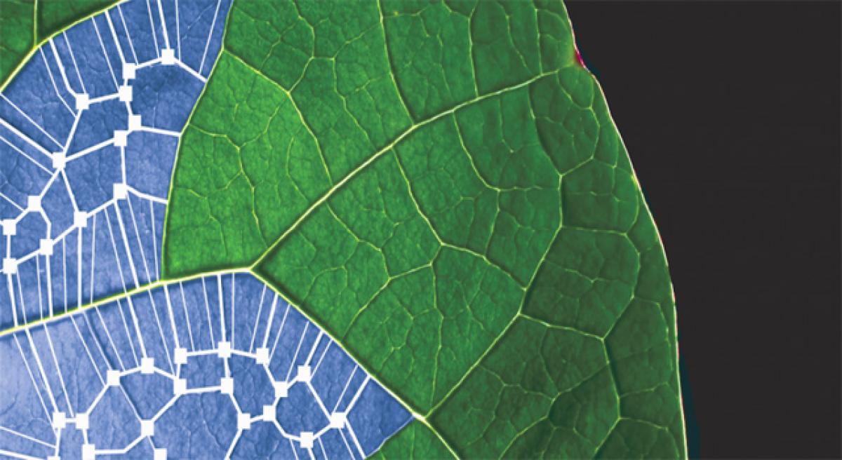 Breakthrough solar cell that works like a plant