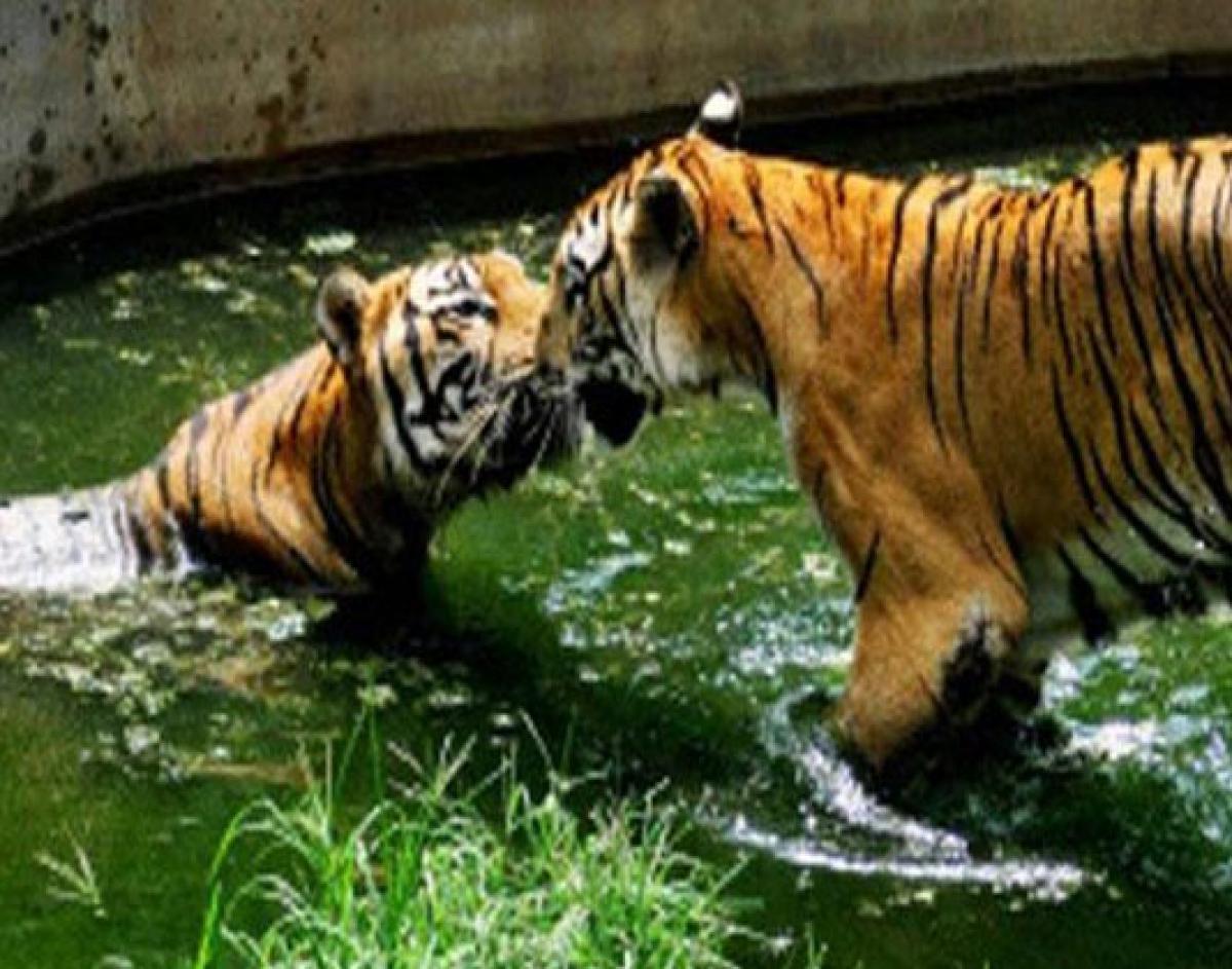 Save Indian Tigers get a technology twist