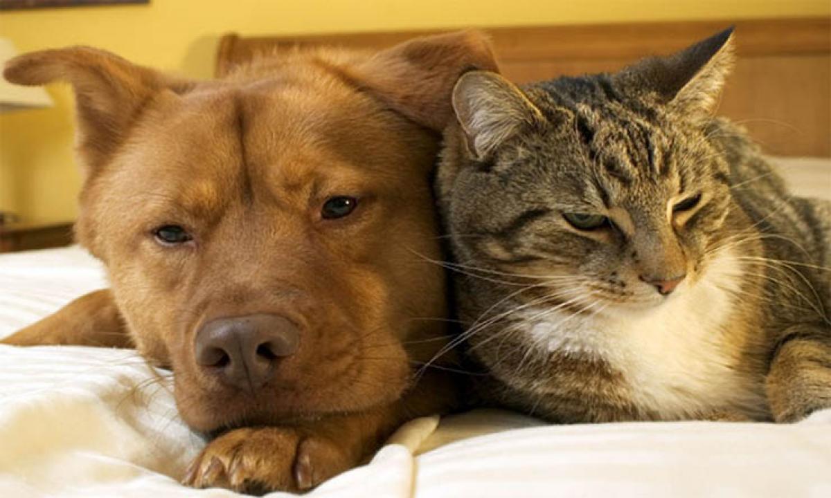 Cats drove extinction of many dog species