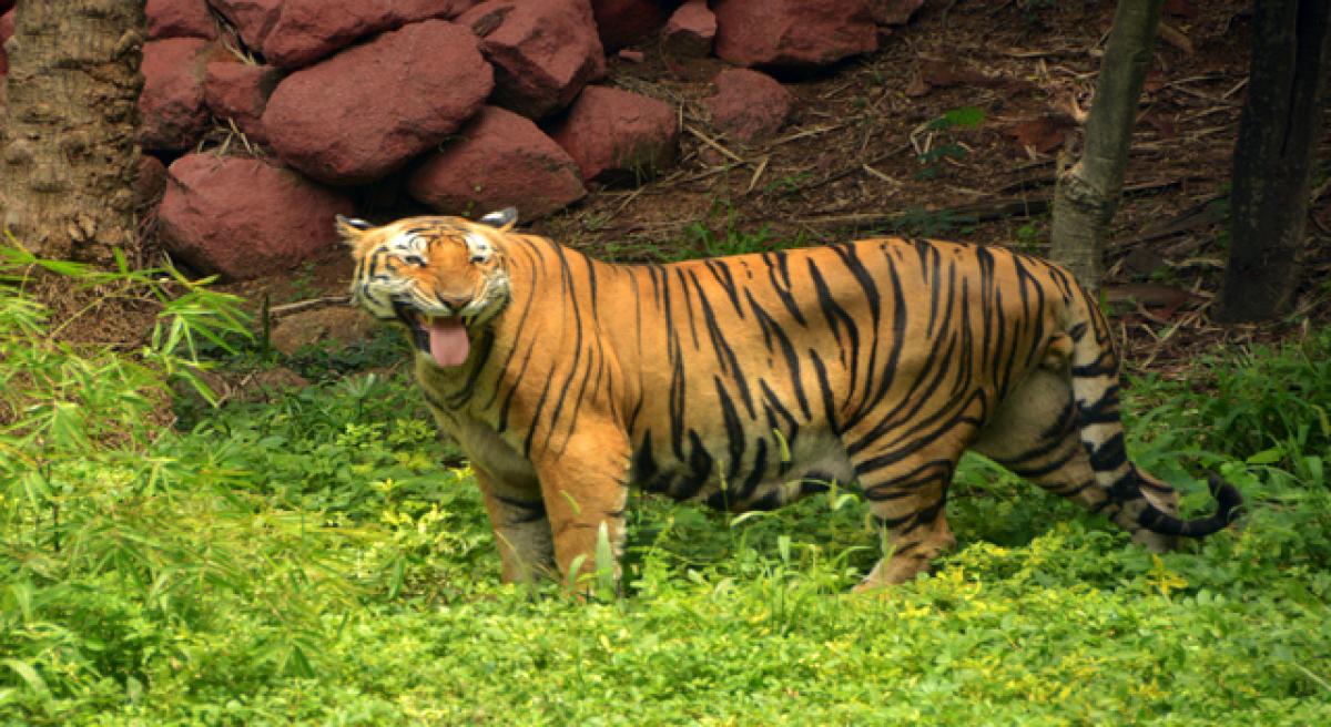 Tiger Day celebrated at zoo