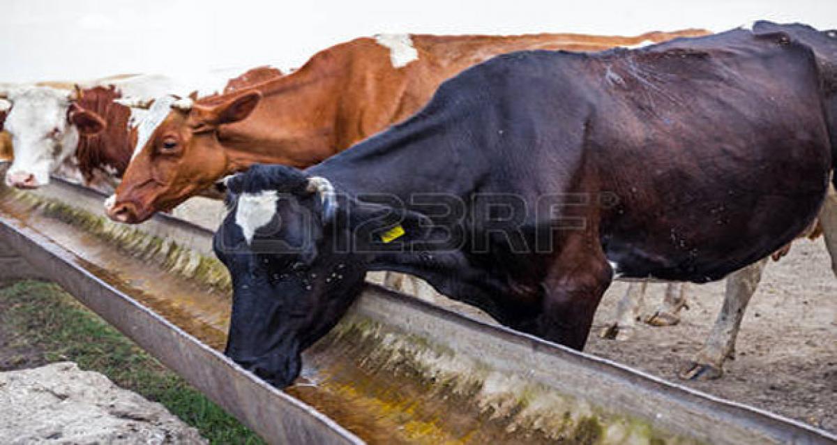 Water tubs set up to quench thirst of animals