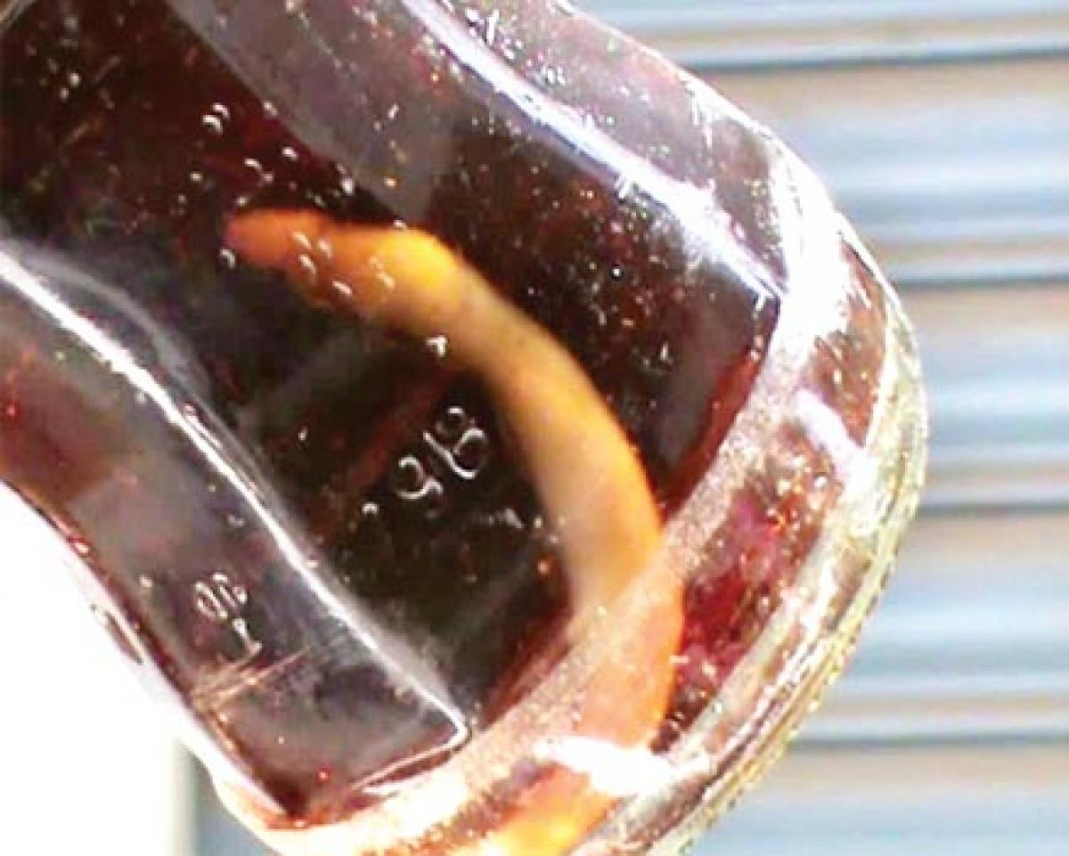 Dead snake found in soft drink bottle