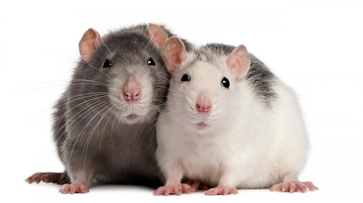 HR message from the advantage and unique capability of Rats