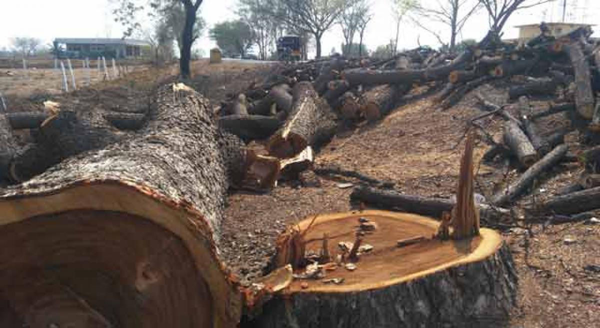 Trees fall to make way for NH 167