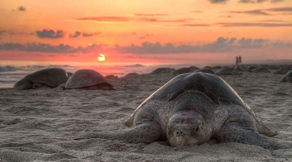 Odisha to protect endangered Olive Ridley turtles with fishing ban