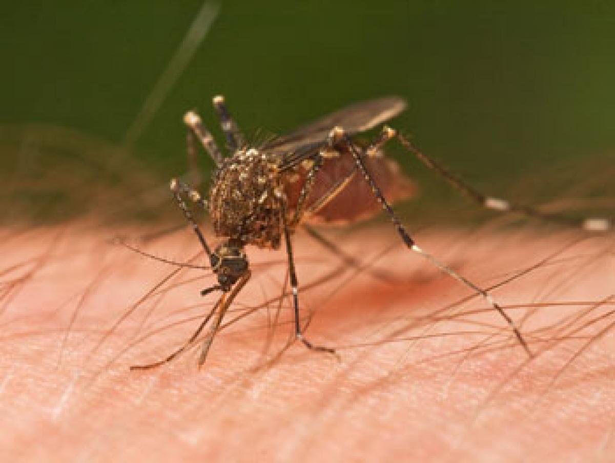 Novel honeytrap to attract and sterilise male mosquitoes