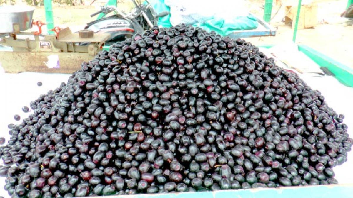 Blackberries equal apple in health benefits