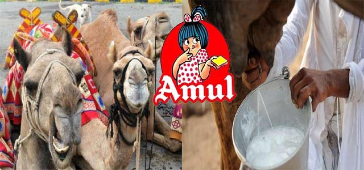 Amul to launch camel milk in next 3 months