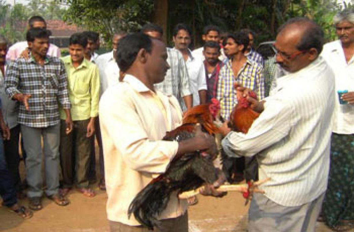 Cock-fighting reaches feverish pitch