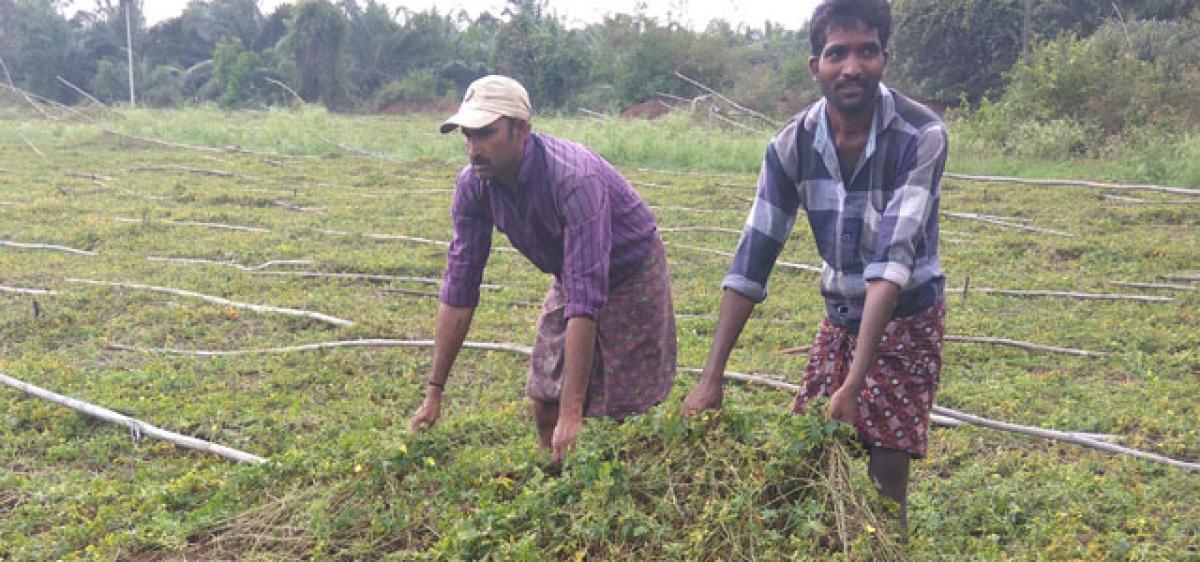 Untimely rains wreak havoc