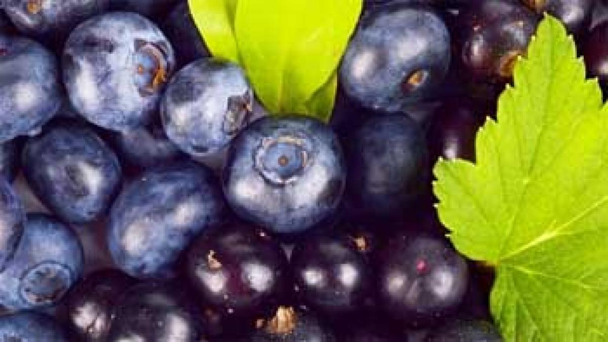 Super fruit blueberries can help fight Alzheimers