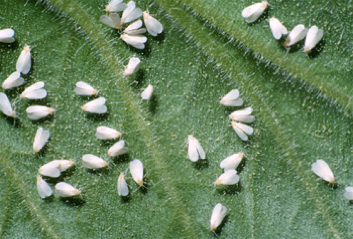 TS, AP told to swat whitefly menace