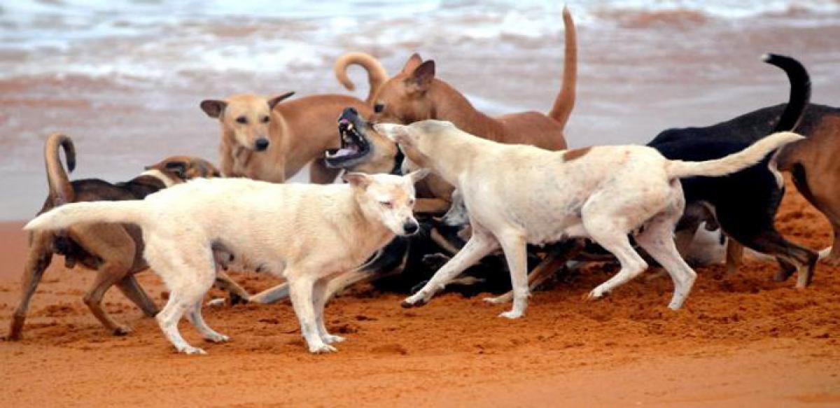 Stray dogs to be sterilised