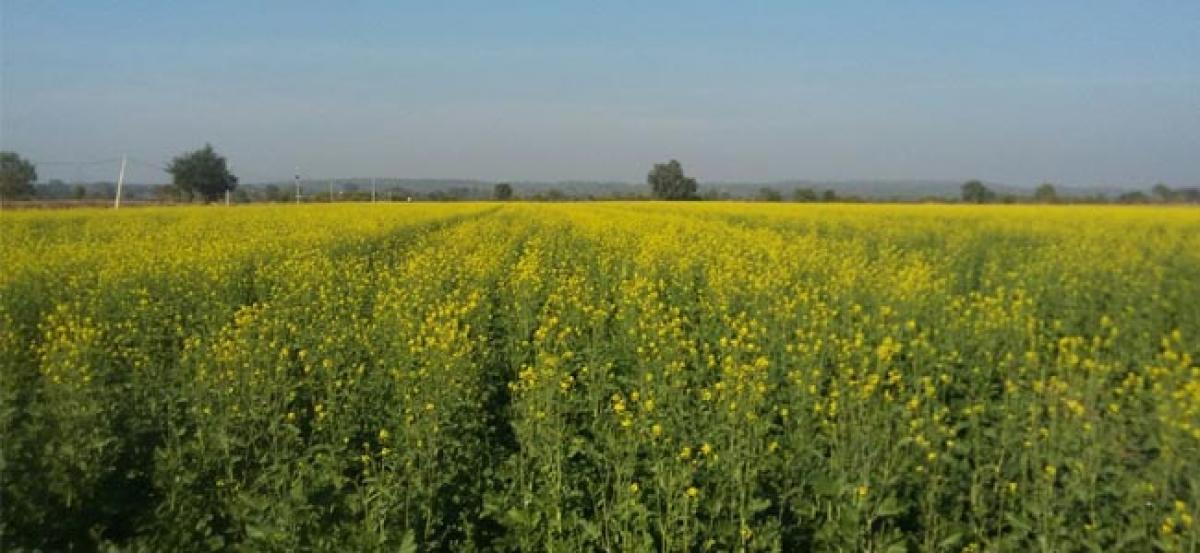 60 Lakh Mustard Farmers Need Your Help! Support High-Yielding GE Mustard Technology!!