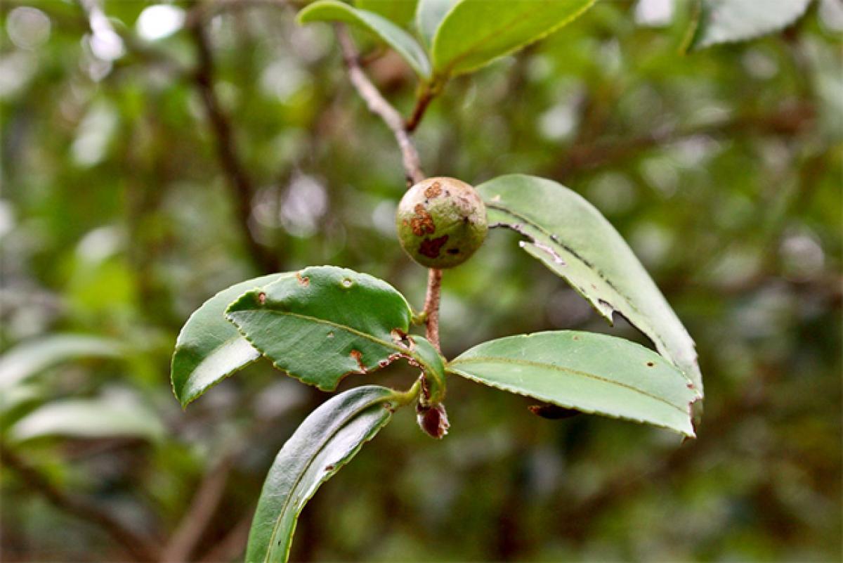 Tea tree oil, fruits can protect skin from monsoon allergies