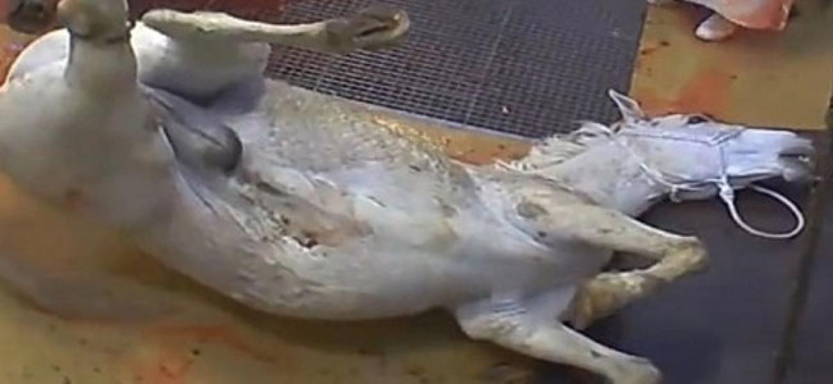 French Organic Slaughterhouse Shut Down Over Video Showing Alleged Animal Abuse