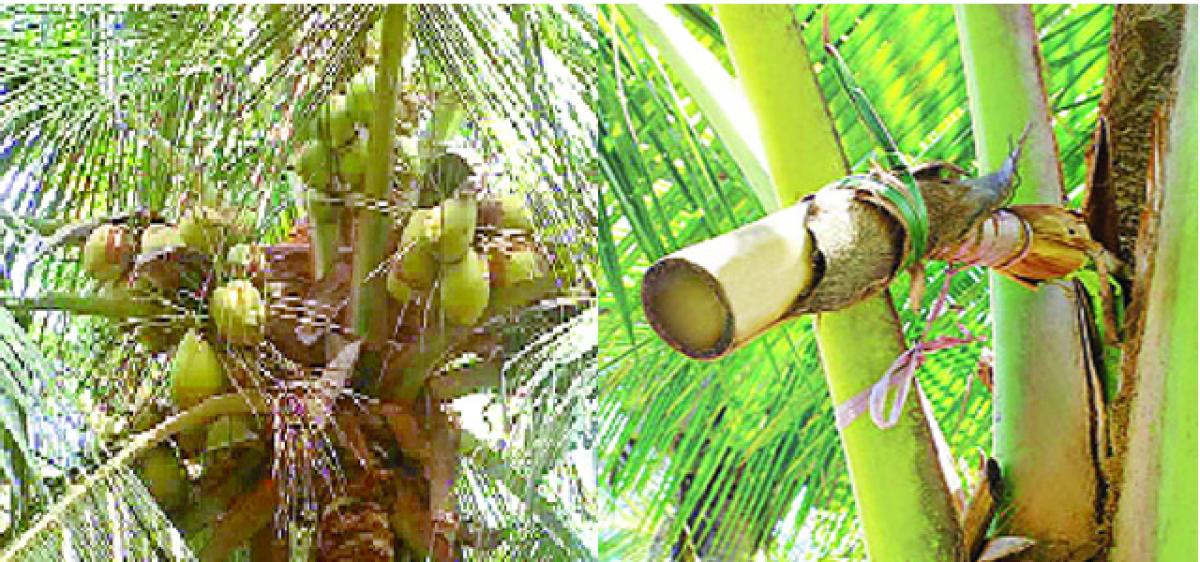 AP gives green signal to tap Neera from coconut trees