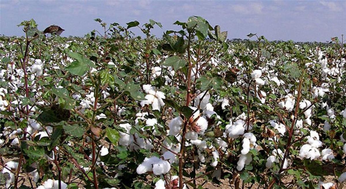 Farmers take up cotton after incurring losses in soya