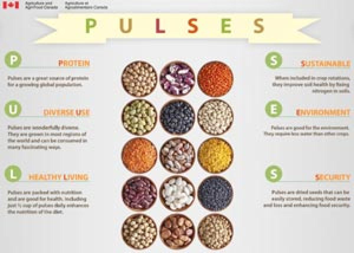 Boost to pulses answer  to malnutrition woes