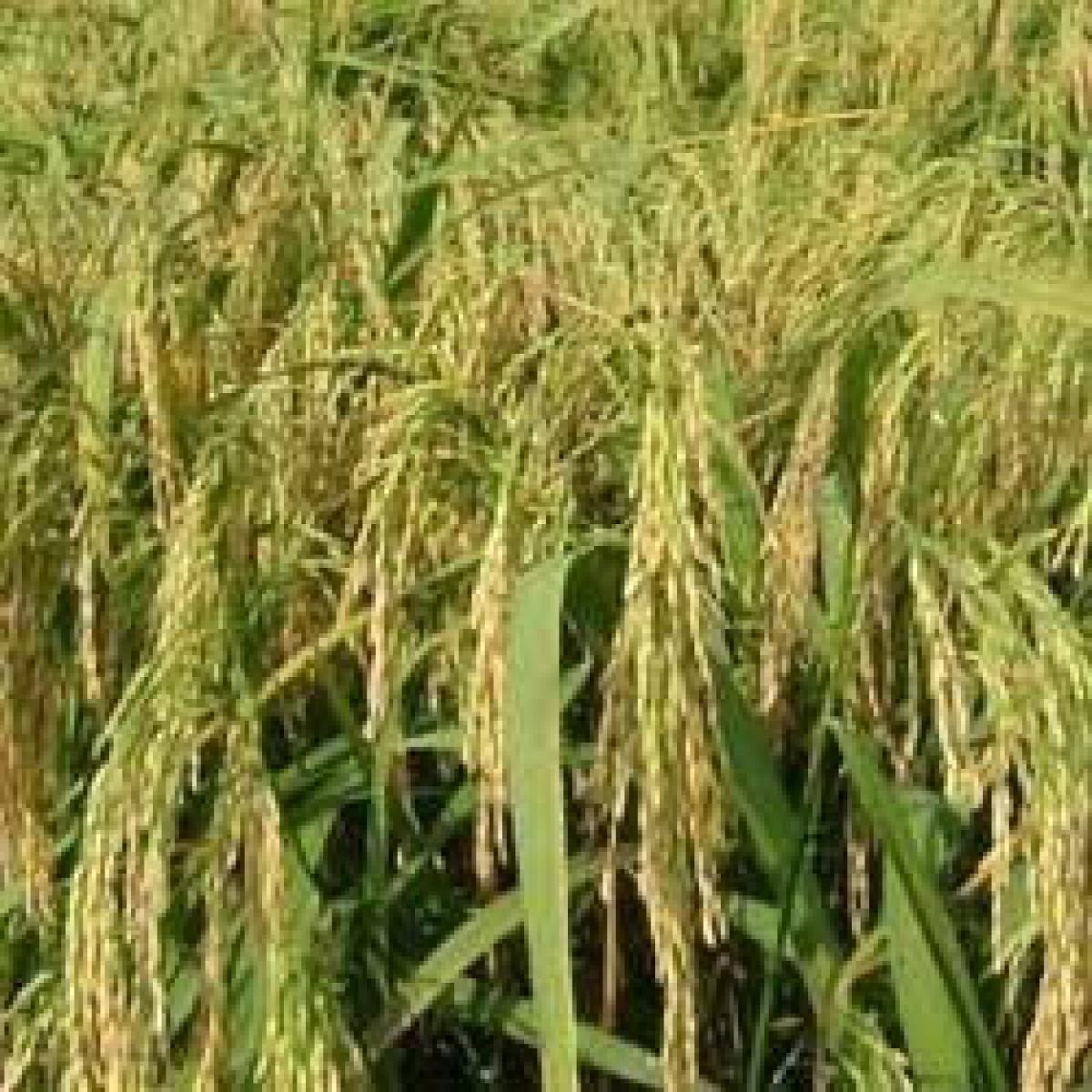 Bathukamma, new paddy seed in demand