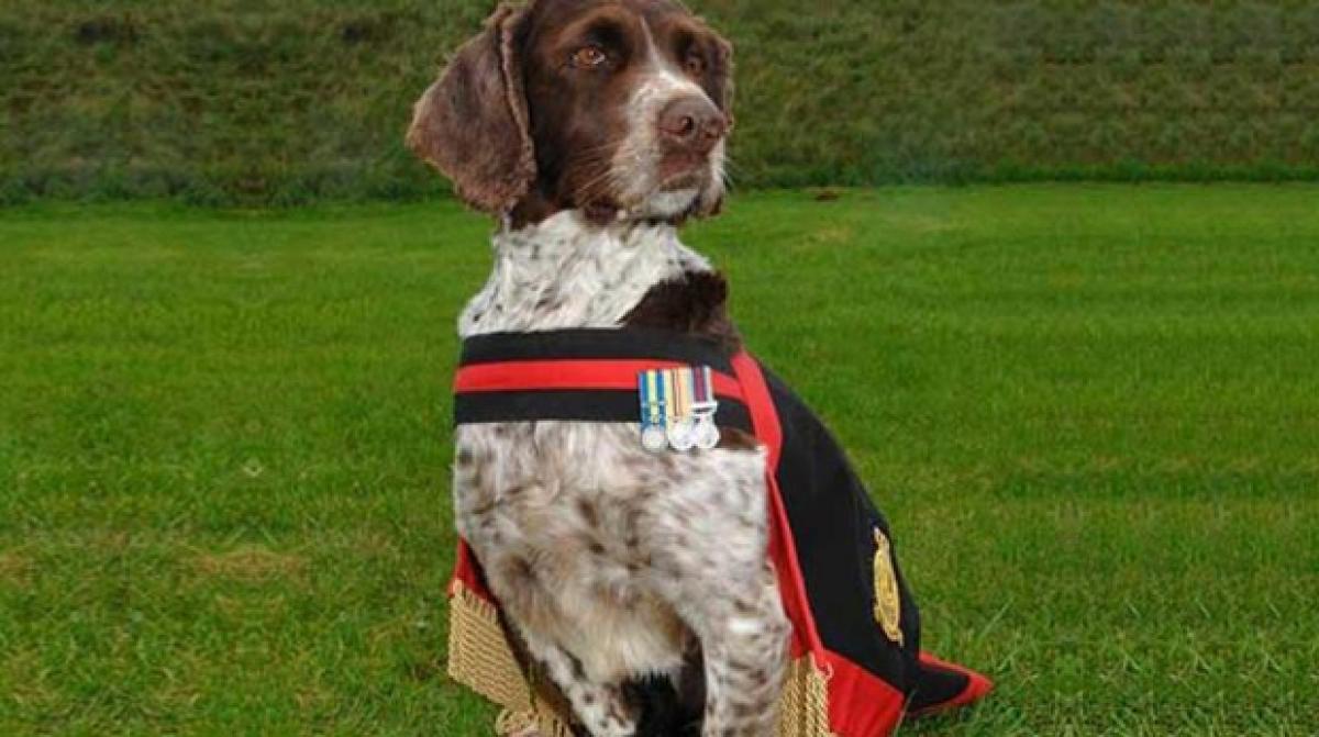 Heroic Royal Army Force sniffer dog honoured for saving thousands of lives