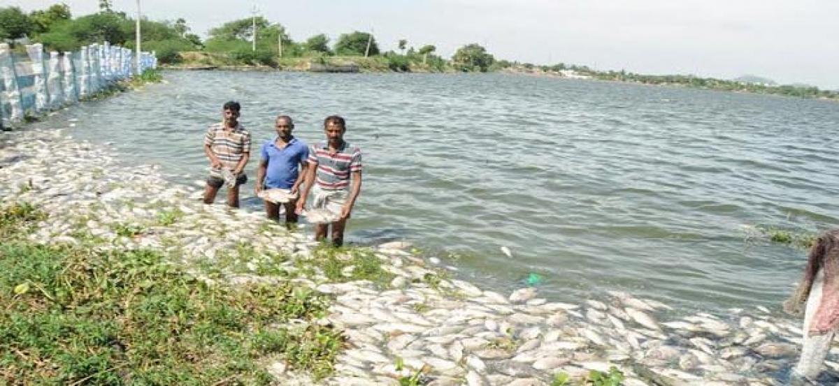 Tonnes of fish found dead in Pedda Cheruvu