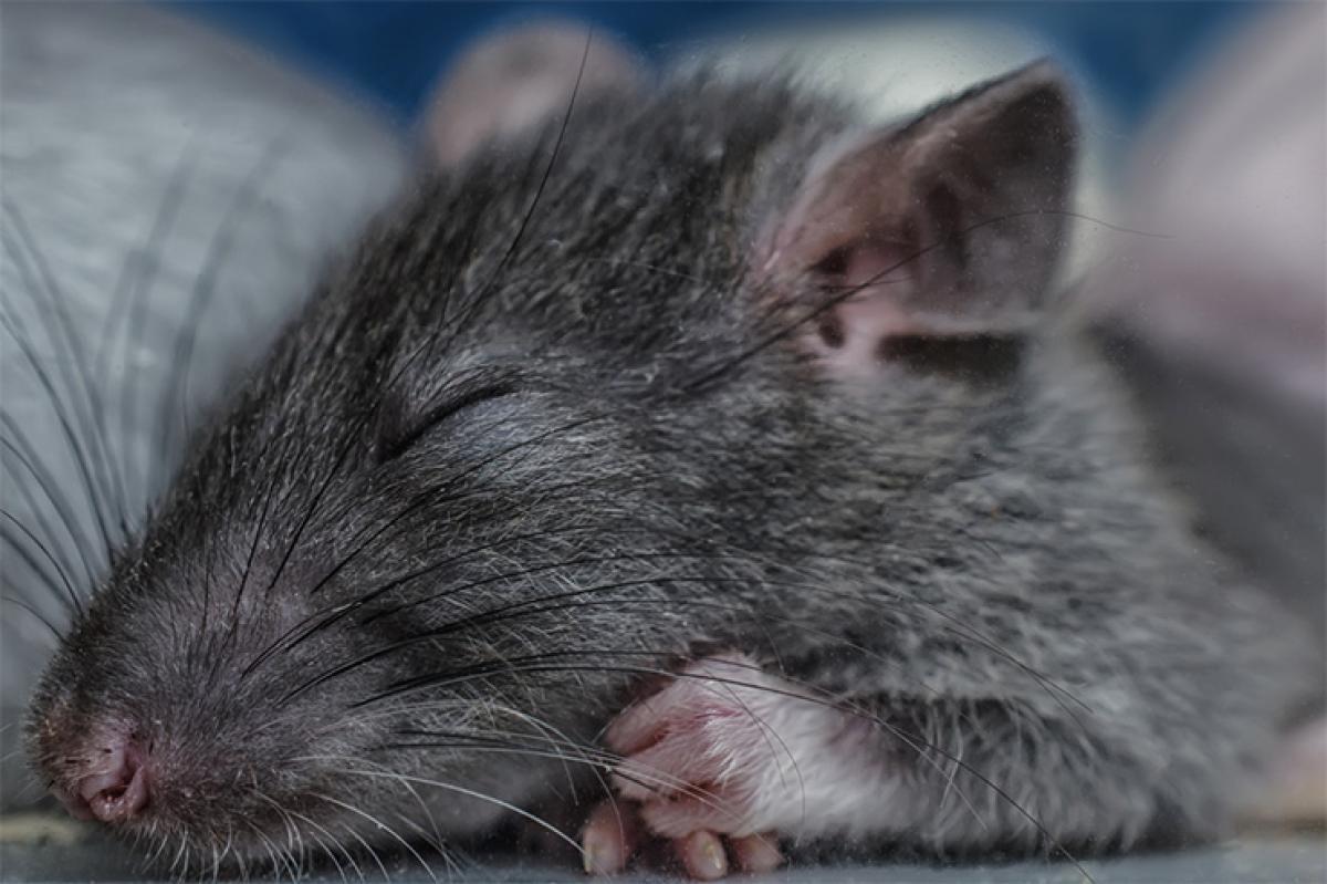 Even rats dream of journey to brighter future