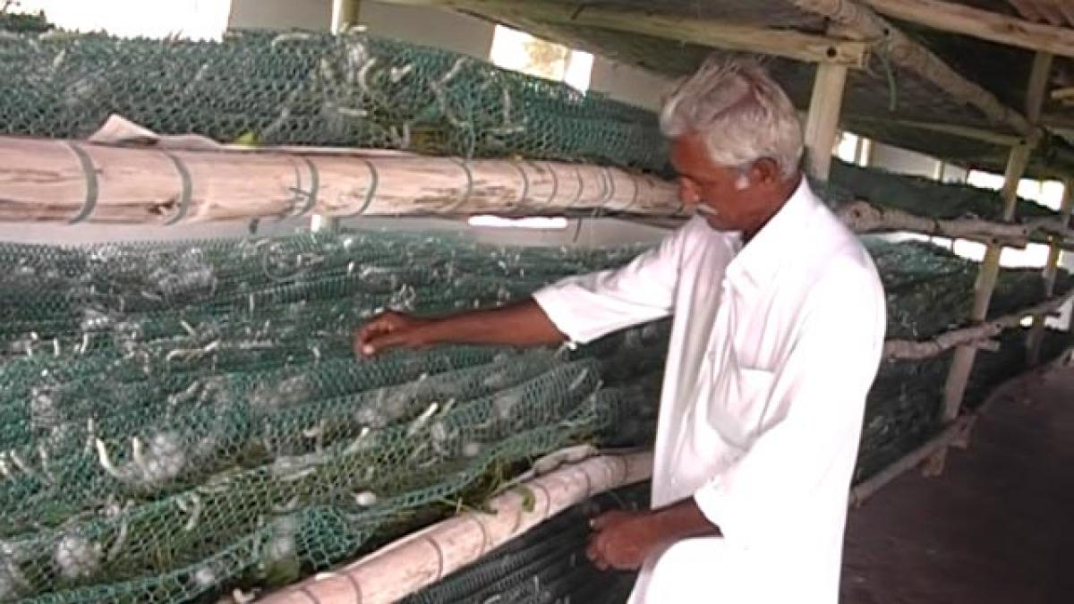 Sericulture proves profitable for them