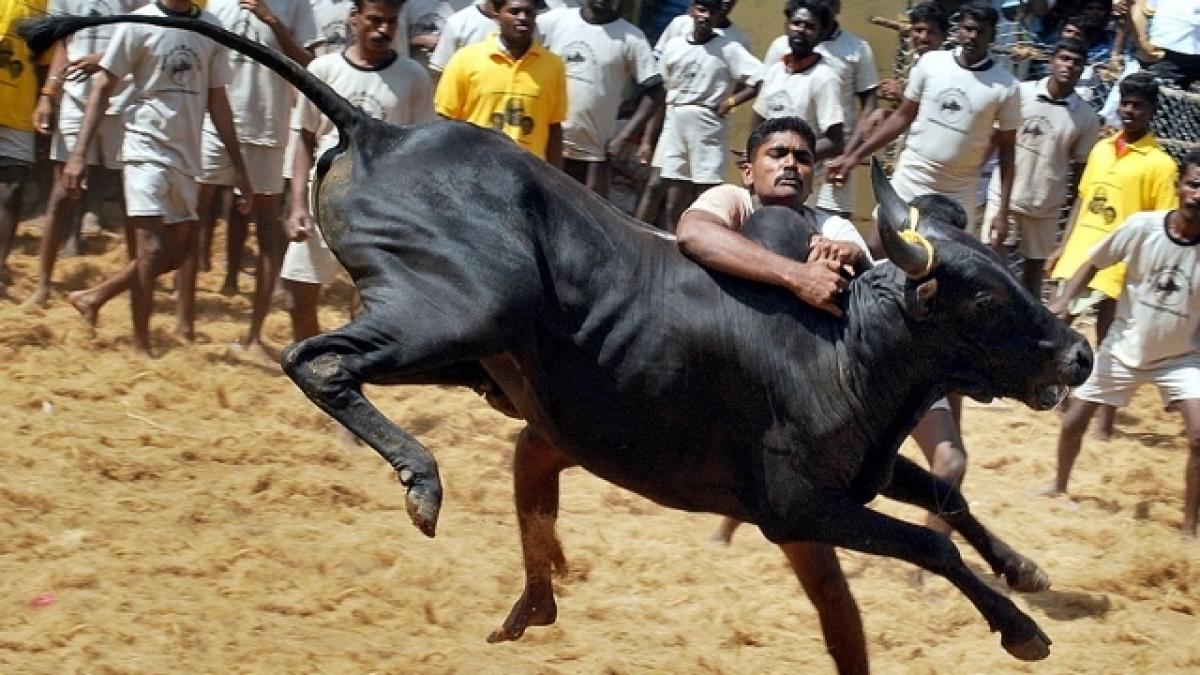 Looking for permanent solution to Jallikattu issue, decision soon: Centre