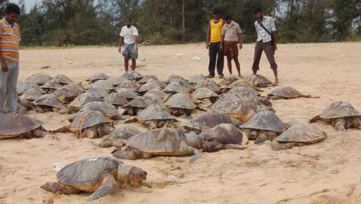 NTPC joins hands with forest dept to protect Olive Ridley turtles