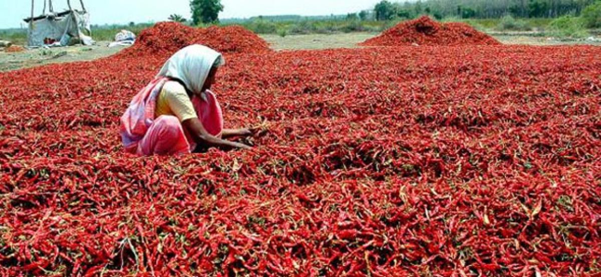 Telangana govt seeks assistance from Centre to rescue chilli farmers