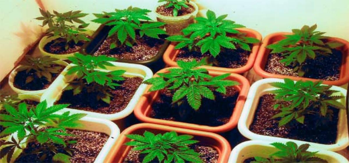 Man held for growing marijuana indoors