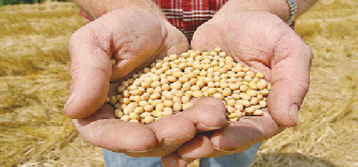 Soya bean farmers get raw deal at the hands of traders