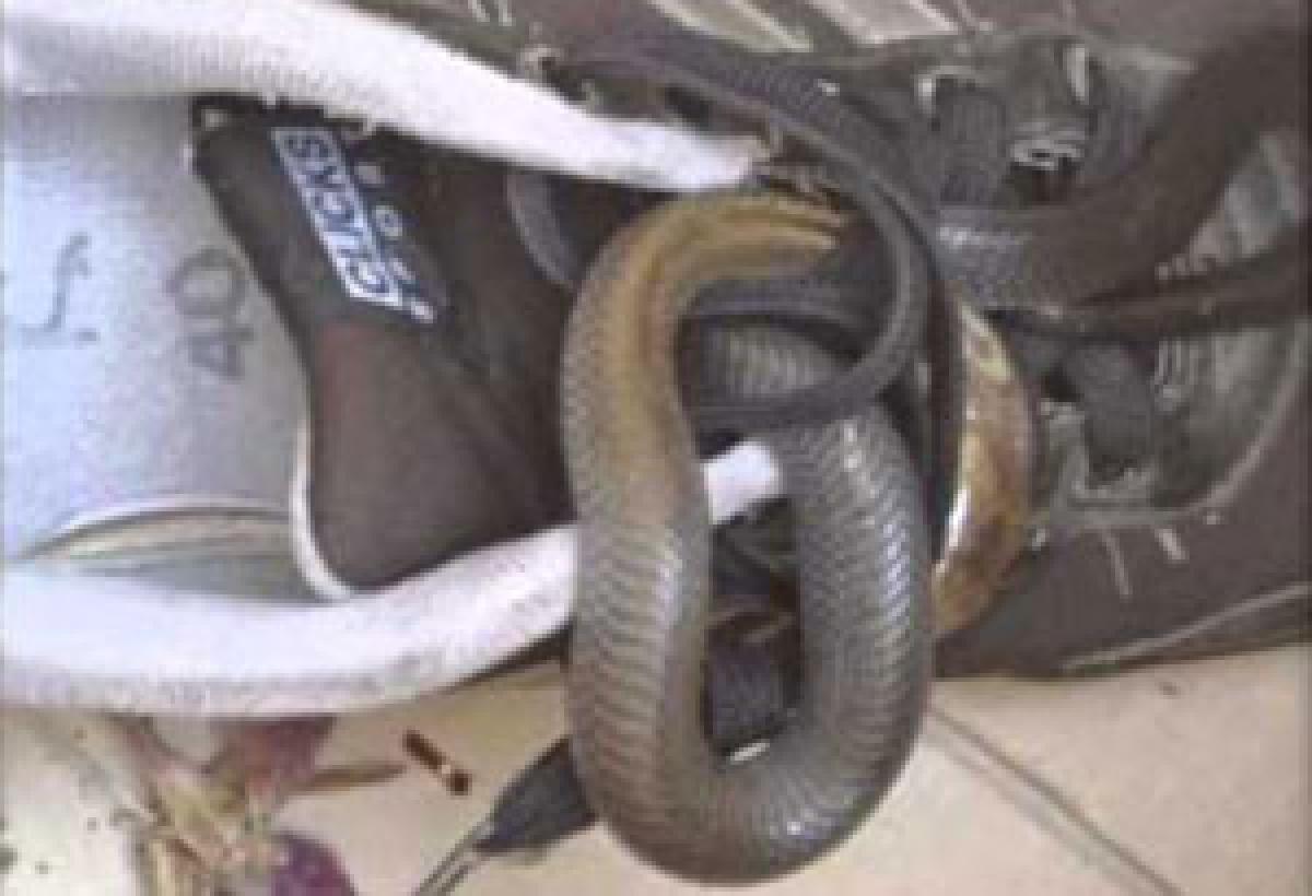 Spotted a cobra in your shoe? Call wildlife helpline dont kill reptile
