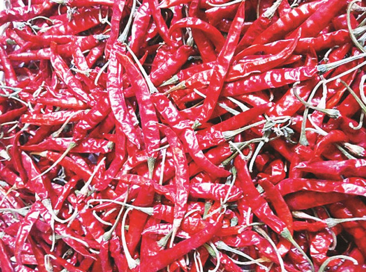 Farmers to be trained in improving quality of chilli