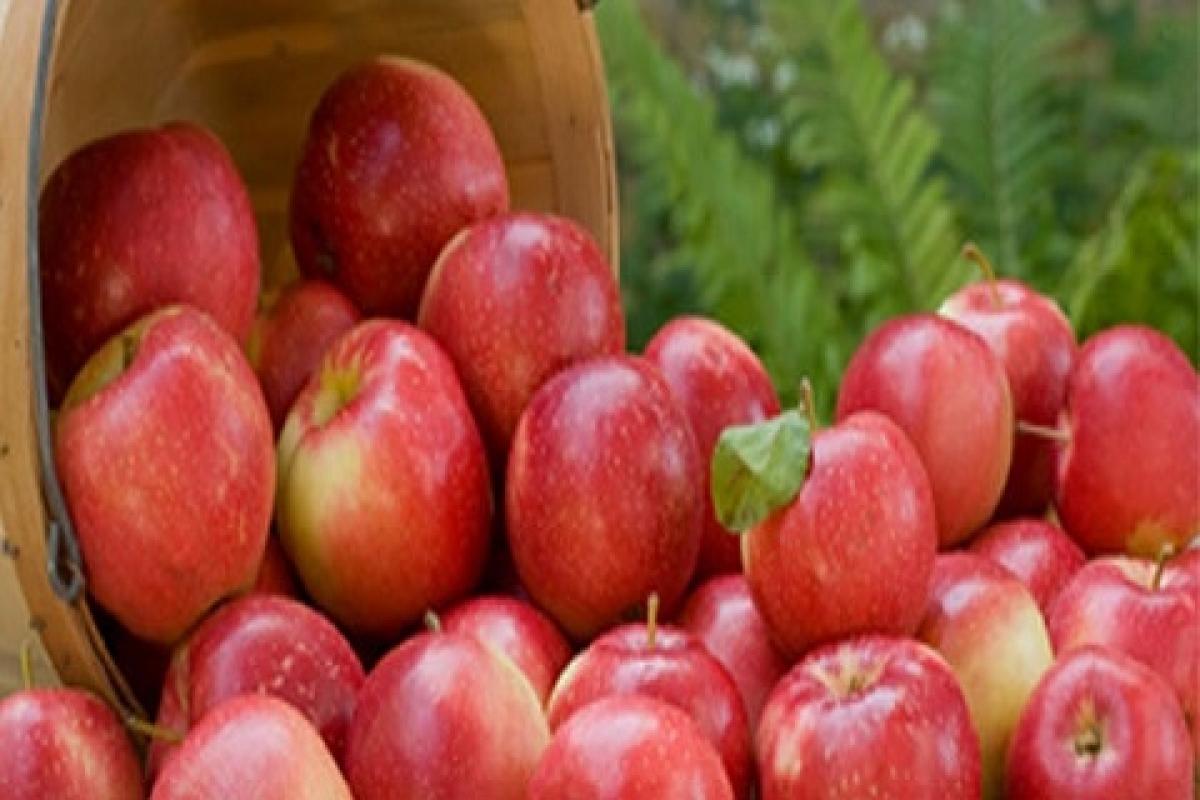 Apple business in Himachal turns juicy with bumper crop