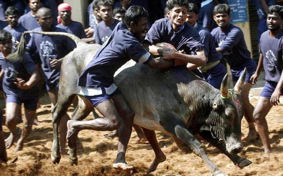 Protestors defy Supreme Court ban on Jallikattu, taken into custody in Madurai