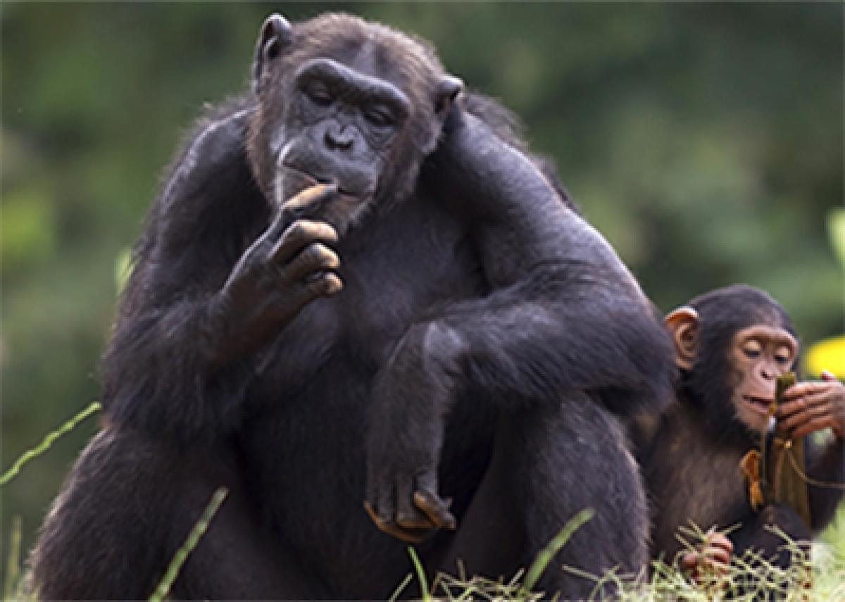 Bystander effect seen in chimps too